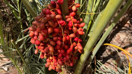 Date Palm Harvest: A close-up shot captures a vibrant cluster of ripe dates, freshly harvested from a date palm, their rich color and succulent texture hinting at the sweetness within.
