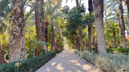 Pathway to Serenity: A sun-drenched pathway beckons, flanked by rows of majestic palm trees and lush greenery. This inviting scene promises tranquility and escape.