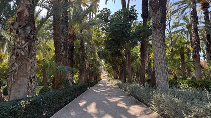 Path Through the Oasis: A captivating path guides through a lush oasis, lined with towering palm trees and vibrant greenery, inviting exploration and offering a serene escape.