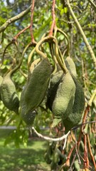 Unique Tree Pods: A close-up view of intriguing, unique tree pods, revealing the intricate textures and natural beauty of these captivating seed cases hanging from tree branches.