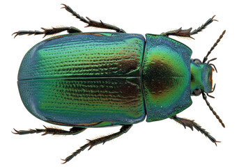 Iridescent green beetle isolated on transparent background PNG, shiny insect with detailed exoskeleton for biology and nature studies