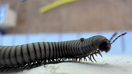 Giant Millipede Close-up: A detailed macro shot captures the intricate structure of a giant millipede, highlighting its segmented body and numerous legs in a captivating display of nature's design.