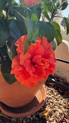 Radiant Hibiscus in Bloom: A vibrant, red hibiscus flower bursts forth in full bloom, showcasing its layered petals. Bathed in sunlight.