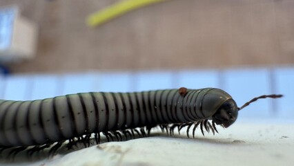 Millipede Close-Up: A detailed macro shot of a millipede crawling on a surface, showing its segmented body, numerous legs, and intriguing antennae.
