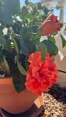 Hibiscus Bloom: A vibrant close-up showcases the intricate beauty of a blossoming hibiscus flower in a sunlit outdoor setting. The radiant petals unfurl in a splash of color.