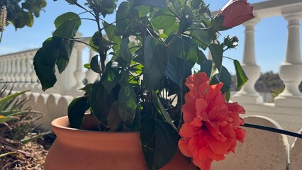 Hibiscus Blossoms in Bloom: Vibrant hibiscus flowers burst forth in full bloom against a backdrop of a sun-drenched terrace. Witness the beauty of nature's artistry.