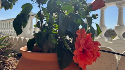 Hibiscus Bloom in Sunshine: A vibrant hibiscus flower blooms, its petals unfurling in the warmth of the sun, its leaves adding a touch of green to a scene that evokes summer and the beauty of nature.