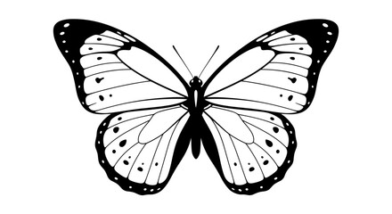 Elegant Butterfly Illustration with Detailed Wing Patterns.