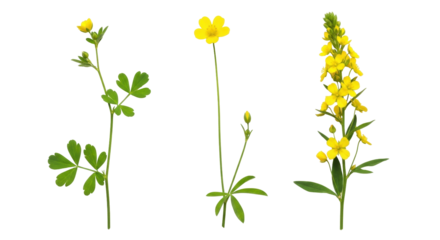 Isolated arrangement of three buttercup wildflower stems for botanical design, illustration