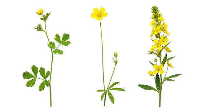 Isolated arrangement of three buttercup wildflower stems for botanical design, illustration
