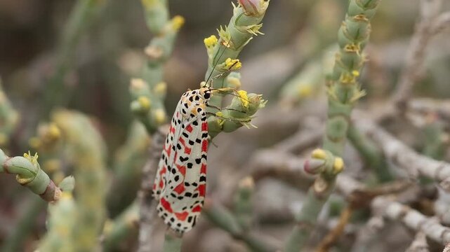 Detalle de las alas de Polilla Lacayo carmes&iacute; Utetheisa pulchella en planta rubia de mar (crucianella maritima), playa de agua amarga de Alicante, Espa&ntilde;a	
