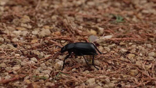Escarabajo de la muerte (Blaps) caminando por la tierra a c&aacute;mara lenta, Santa Pola, Espa&ntilde;a