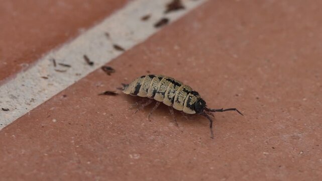 Crust&aacute;ceo terrestre cochinilla de la humedad Porcellio scaber caminando en baldosa exterior, Elche, Espa&ntilde;a