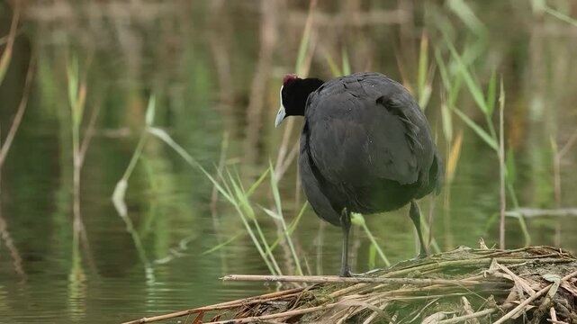 Focha cornuda fulica cristata golpea fuerte el suelo y sacude su plumaje en el parque natural el hondo, Espa&ntilde;a