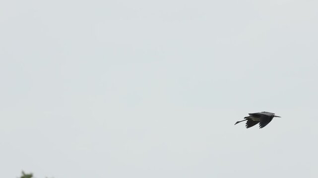 Garza real volando desciende para el aterrizaje, Elche, Espa&ntilde;a