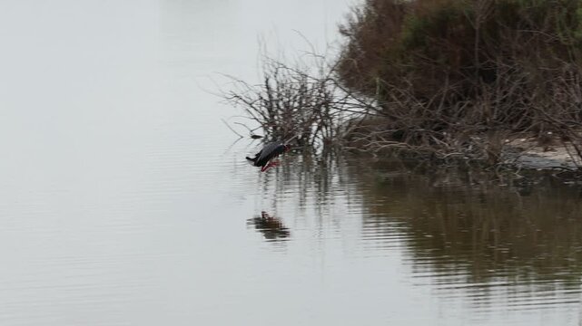 Aterrizaje de polla de agua Gallinula chloropus en el humedal del parque natural el Hondo, Espa&ntilde;a