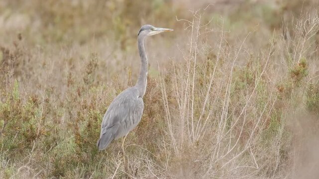 Garza real Ardea cinerea entre vegetaci&oacute;n alta de oto&ntilde;o en el parque natural el Hondo, Espa&ntilde;a