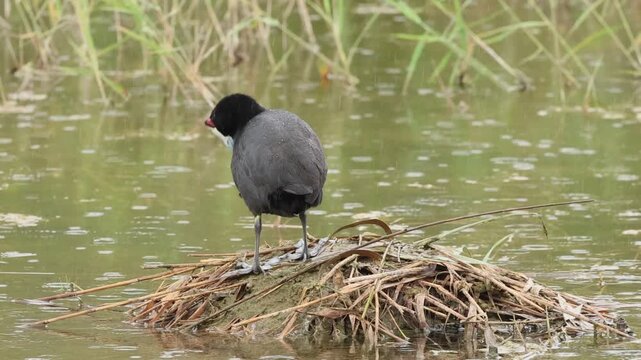 Focha cornuda fulica cristata se acicala bajo la ll&uacute;via, Elche, Espa&ntilde;a