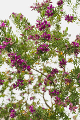 Obraz premium Blooming Purple Flowers on Green Foliage