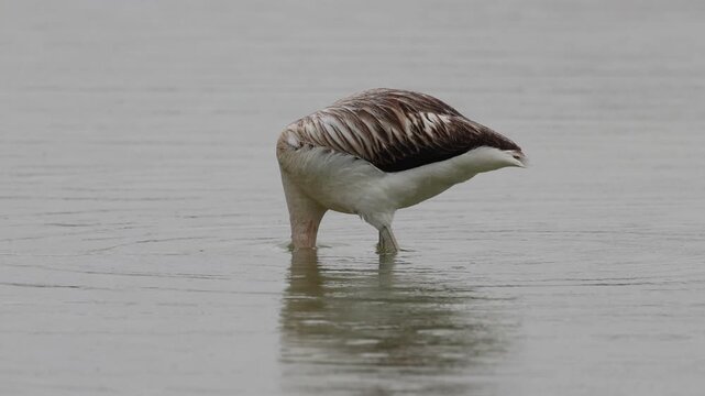 Flamenco Com&uacute;n juvenil (Phoenicopterus roseus) durante la ll&uacute;via en el parque natural el Hondo, Espa&ntilde;a