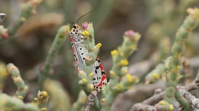 Polilla Lacayo carmes&iacute; Utetheisa pulchella comiendo nectar de planta rubia de mar (crucianella maritima) en la playa de agua amarga en Alicante, Espa&ntilde;a