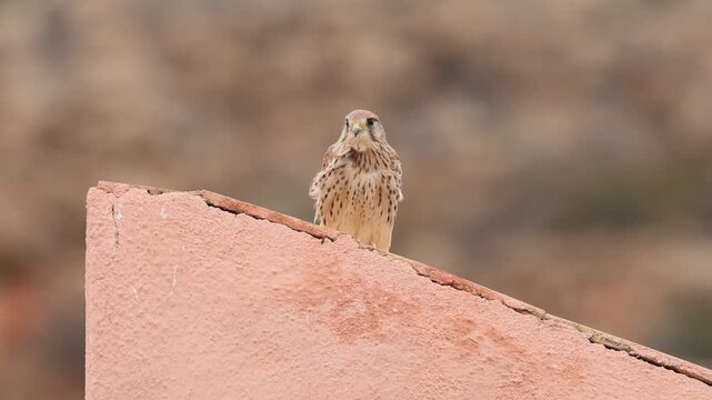 Cern&iacute;calo com&uacute;n Falco tinnunculus posado en construcci&oacute;n humana observa a su alrededor, Santa Pola, Espa&ntilde;a