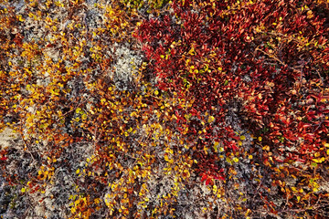 Texture of beautiful red and yellow moss in autumn in the tundra