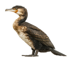 Obraz premium Cormorant bird standing on shoreline nature environment wildlife isolated on transparent background