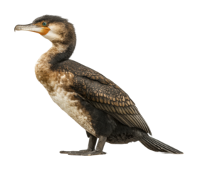 Cormorant bird standing on shoreline nature environment wildlife isolated on transparent background