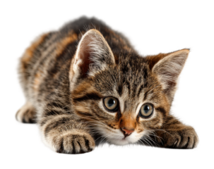 Playful cat prowling at home animal portrait isolated on transparent background