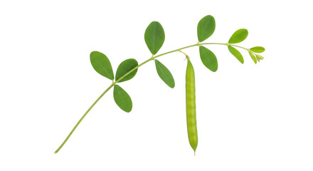 Isolated plant branch with fresh green leaves and single pea pod against neutral backdrop