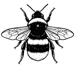 Vector art of a detailed monochrome drawing of a bumblebee with intricate wing patterns