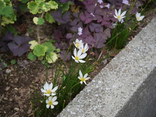 タマスダレの花が咲いている