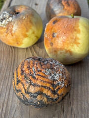 Decayed apples with black rot showing concentric rings on wood surface  