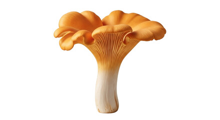Isolated chanterelle mushroom for culinary ingredient or mycology study illustration