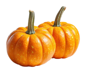 Harvesting fresh pumpkin bounty pumpkin patch food outdoors isolated on transparent background