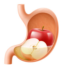 Human Stomach with red apple. The stomach digests apple. A stomach filled with healthy and wholesome food. Proper nutrition. Realistic 3d Vector illustration. Food digestion process illustration