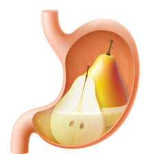 Human Stomach with pear. The stomach digests pear. A stomach filled with healthy and wholesome food. Proper nutrition. Realistic 3d Vector illustration. Food digestion process illustration