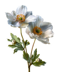 Obraz premium Delicate white flowers blooming nature garden floral bright isolated on transparent background