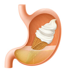 Human Stomach with vanilla ice cream in a waffle cone. The stomach digests ice cream. A stomach filled with sweet food. Proper nutrition. Realistic 3d Vector illustration. Food digestion process.