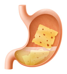 Human Stomach with cheese. The stomach digests cheese. A stomach filled with healthy and wholesome food. Proper nutrition. Realistic 3d Vector illustration. Food digestion process illustration
