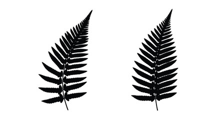 Two delicate fern fronds displayed in a simple black and white illustration © Siam Studio