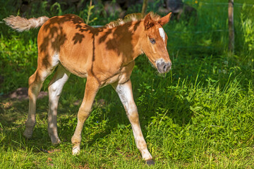 Junges Haflinger Fohlen - Pferd - Allgäu