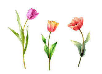 Watercolor tulip flowers set. Red and pink tulips with green leaves. Spring floral clipart isolated on white