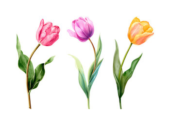 Watercolor tulip flowers set. Red and pink tulips with green leaves. Spring floral clipart isolated on white