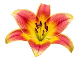 Vibrant Lily Bloom isolated on a transparent background