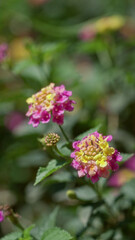 Flowering lantana camara with vibrant pink and yellow blooms outdoors in sunny torrevieja, spain showing lush green leaves and colorful petals in full bloom