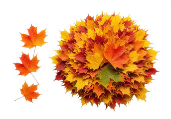 Autumn maple leaves arrangement isolated on a transparent background