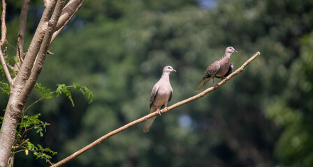 Spotted Dove (Streptopelia chinensis) at my Home Garden