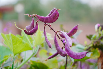 Purple beans grow naturally outdoors